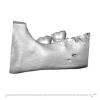 Scladina 4A-1 Homo neanderthalensis right mandible buccal high resolution