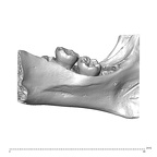 Scladina 4A-1 Homo neanderthalensis right mandible lingual high resolution