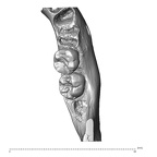 Scladina 4A-1 Homo neanderthalensis right mandible superior high resolution