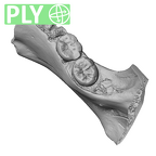 Scladina 4A-1 Homo neanderthalensis right mandible ply high resolution