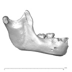 Scladina 4A-1 Homo neanderthalensis right mandible overview lateral right