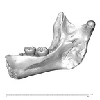 Scladina 4A-1 Homo neanderthalensis right mandible overview medial left