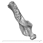 Scladina 4A-1 Homo neanderthalensis right mandible overview superior