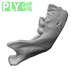 Scladina 4A-1 Homo neanderthalensis right mandible overview ply