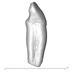 Scladina 4A-20 Homo neanderthalensis LRI2 distal