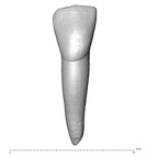 Scladina 4A-20 Homo neanderthalensis LRI2 labial