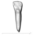 Scladina 4A-20 Homo neanderthalensis LRI2 lingual