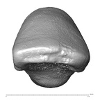 Scladina 4A-20 Homo neanderthalensis LRI2 occlusal
