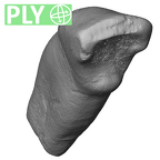 Scladina 4A-20 Homo neanderthalensis LRI2 ply