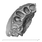 Scladina 4A-2 Homo neanderthalensis right maxilla inferior overview