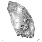 Scladina 4A-2 Homo neanderthalensis right maxilla superior overview
