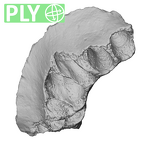 Scladina 4A-2 Homo neanderthalensis right maxilla ply overview