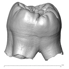 Scladina 4A-3 Homo neanderthalensis URM2 distal