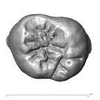 Scladina 4A-3 Homo neanderthalensis URM2 occlusal