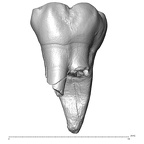 Scladina 4A-4 Homo neanderthalensis URM1 buccal