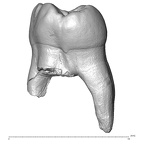 Scladina 4A-4 Homo neanderthalensis URM1 distal