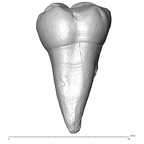 Scladina 4A-4 Homo neanderthalensis URM1 lingual