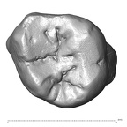 Scladina 4A-4 Homo neanderthalensis URM1 occlusal