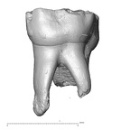 Scladina 4A-5 Homo neanderthalensis URDM2 buccal