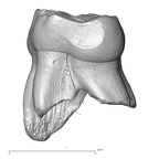 Scladina 4A-5 Homo neanderthalensis URDM2 distal