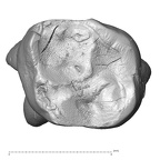 Scladina 4A-5 Homo neanderthalensis URDM2 occlusal