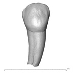 Scladina 4A-6 Homo neanderthalensis LRP3 buccal