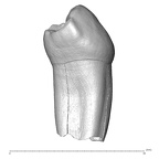 Scladina 4A-6 Homo neanderthalensis LRP3 distal