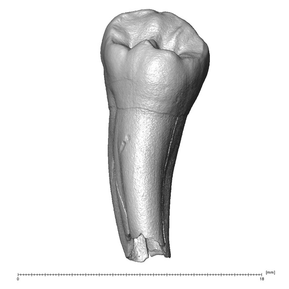Scladina 4A-6 Homo neanderthalensis LRP3 lingual