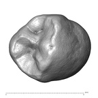 Scladina 4A-6 Homo neanderthalensis LRP3 occlusal