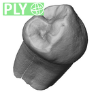 Scladina 4A-6 Homo neanderthalensis LRP3 ply
