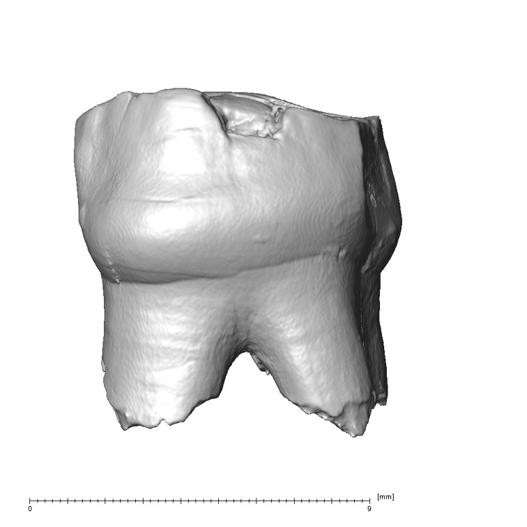 Scladina 4A-7 Homo neanderthalensis URDM1 buccal