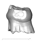 Scladina 4A-7 Homo neanderthalensis URDM1 distal