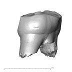 Scladina 4A-7 Homo neanderthalensis URDM1 lingual