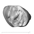 Scladina 4A-7 Homo neanderthalensis URDM1 occlusal