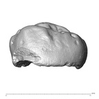 Scladina 4A-8 Homo neanderthalensis URM3 buccal