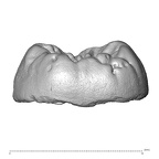 Scladina 4A-8 Homo neanderthalensis URM3 distal