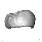 Scladina 4A-8 Homo neanderthalensis URM3 lingual