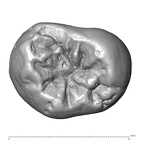 Scladina 4A-8 H. neanderthalensis URM3