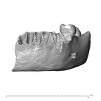Scladina 4A-9 Homo neanderthalensis left mandible anterior