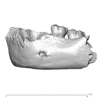 Scladina 4A-9 Homo neanderthalensis left mandible lateral left