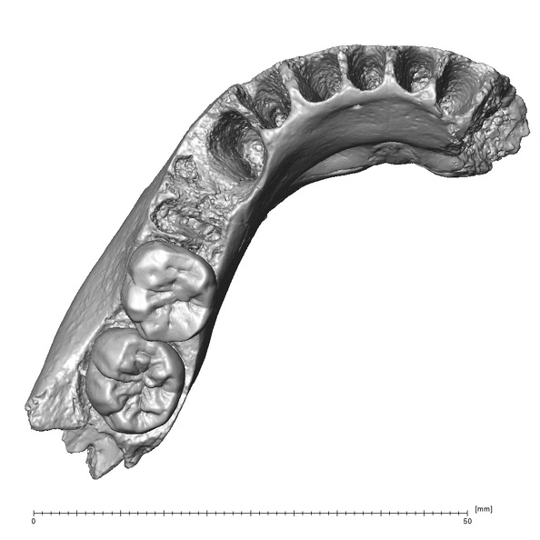 Scladina 4A-9 Homo neanderthalensis left mandible superior