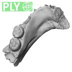 Scladina 4A-9 Homo neanderthalensis left mandible ply