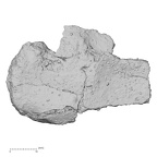 DV-STERN Homo sapiens sternum view 1