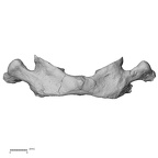 DV13-29 Homo sapiens atlas anterior