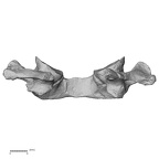 DV13-29 Homo sapiens atlas posterior