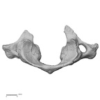 DV13-29 Homo sapiens atlas superior
