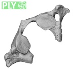 DV13-29 Homo sapiens atlas ply