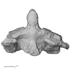 DV13-30 Homo sapiens axis anterior