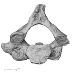 DV13-30 Homo sapiens axis inferior