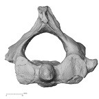 DV13-30 H. sapiens axis